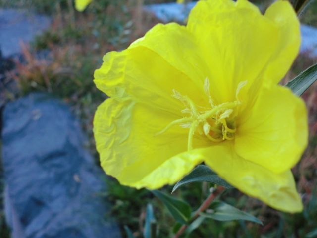 黄色い花。月見草！？