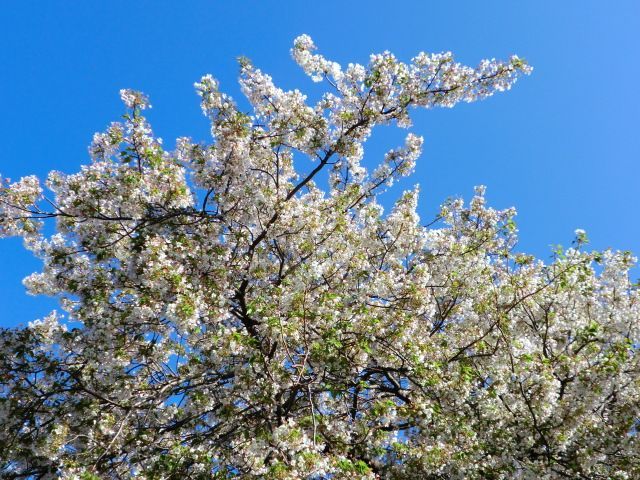 白い桜が満開です！