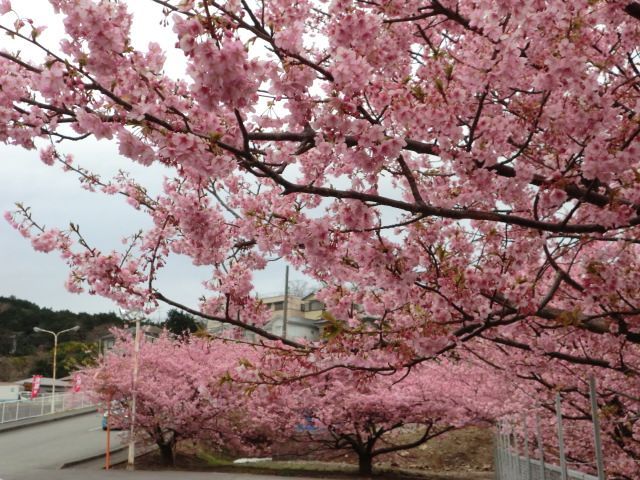 河津桜が満開でした！