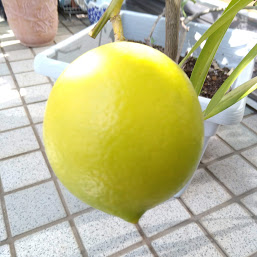 レモン収穫しハチミツレモンに♪