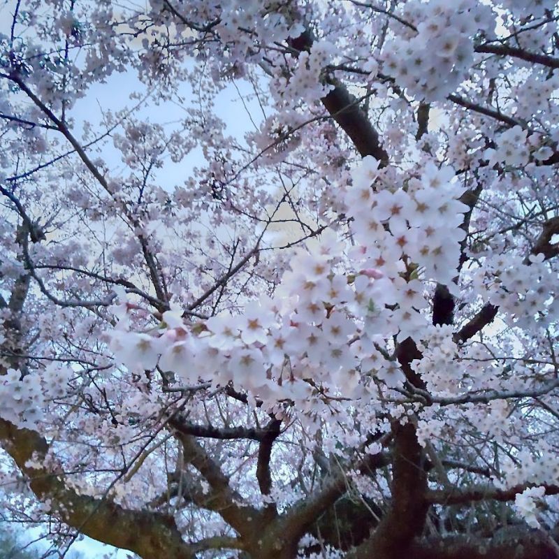 伊豆高原も桜満開♪