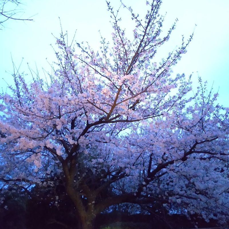 伊豆高原も桜がほぼ満開になりました！