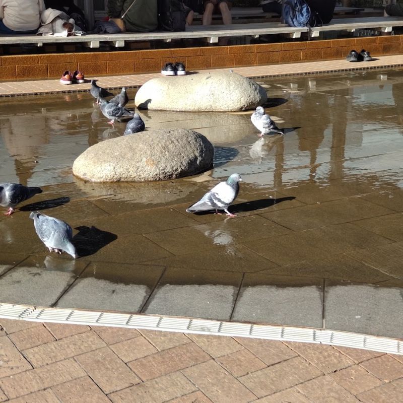 足湯する鳩